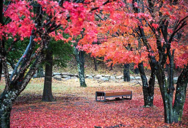 秋天紅葉賞楓【元朗千島湖清景台、楓香林打卡一日遊】