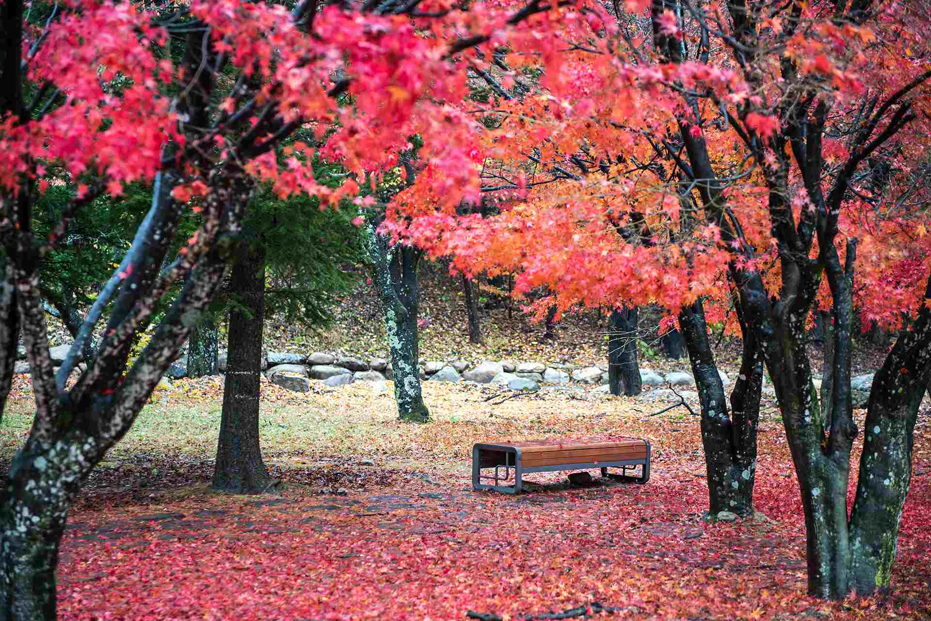 秋天紅葉賞楓【元朗千島湖清景台、楓香林打卡一日遊】